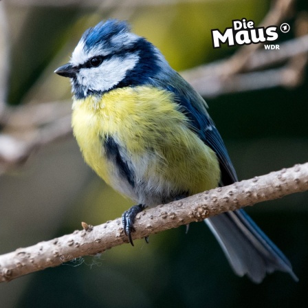 Auf dem Bild ist eine Blaumeise zu sehen, die auf einem Ast sitzt und aufmerksam in die Umgebung blickt.