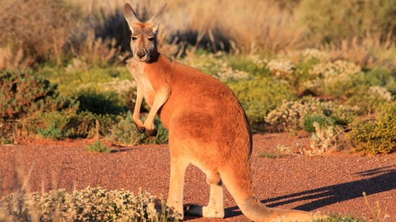 Erlebnis Erde - Australien (1): Im Reich Der Riesenkängurus