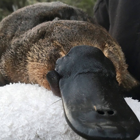 Die Tierdocs: Schnabeltier verhält sich seltsam