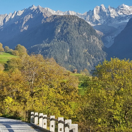 Ein befestigter Steinweg führt durch einen Kastanienwald im Schweizer Kanton Tessin, im Hintergrund sind Gipfel voller Schnee der Alpen zu erkennen
