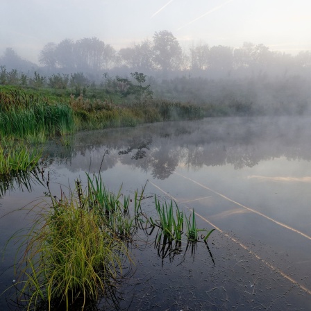 Ein mit Nebel bedeckter Weiher am Morgen.