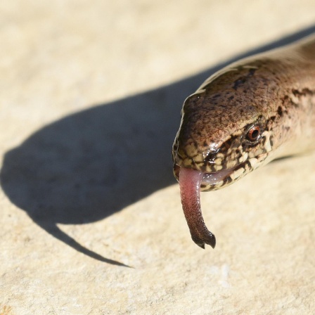 Die Zunge - Ein Meisterwerk der Evolution