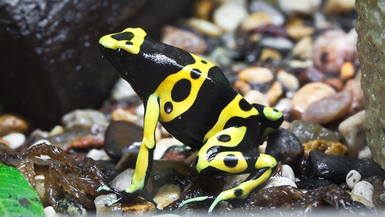 W wie Wissen: Die Froschretter aus Ecuador | ARD Mediathek