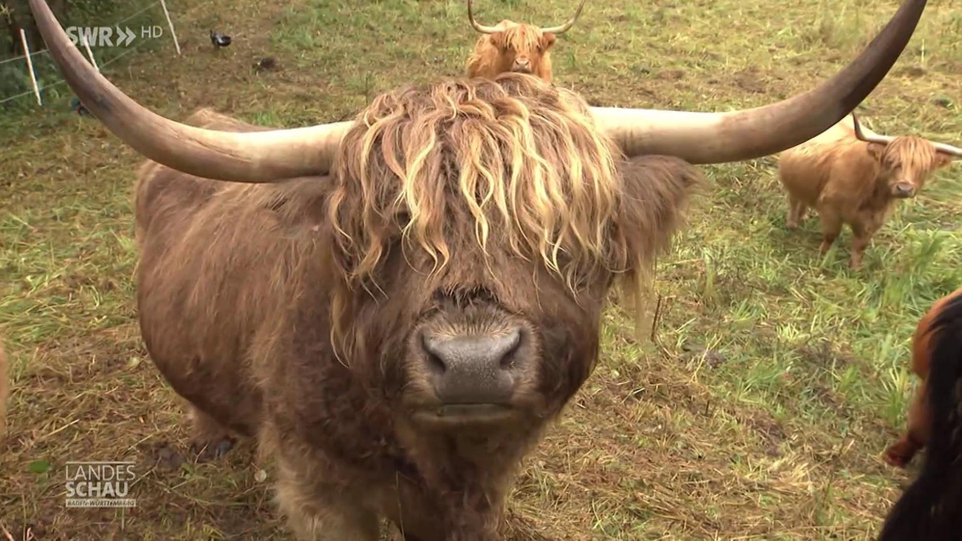 Huxibai Eisbecher-Halter 500ml - Lustige Hochlandkuh Für Desserts & Getränke