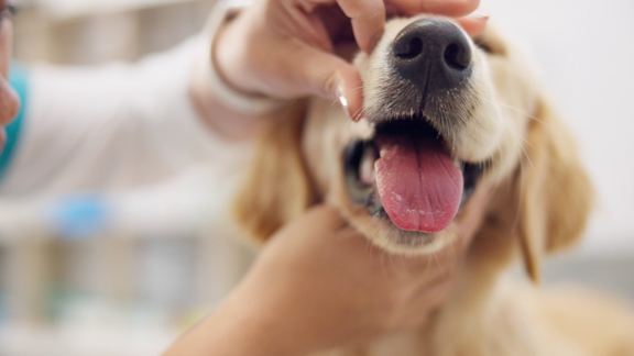 Wer Weiß Denn Sowas? - Wovon Raten Tierärzte Bei Hunden Ab.