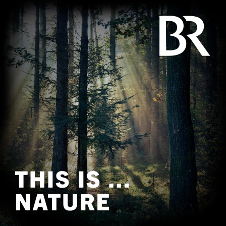 Meditative Natursounds: Der Sommerwald erwacht