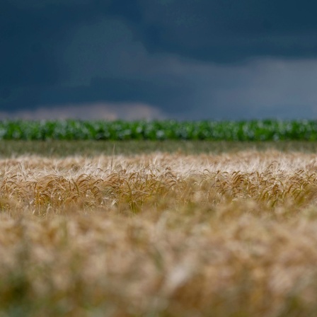 Dunkle Wolken sind über einem Maisfeld und einem Getreidefeld zu sehen. 
