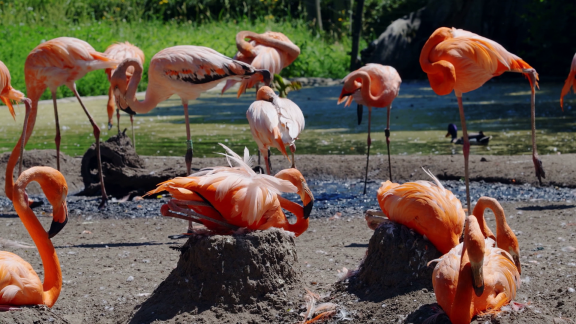 Wer Weiß Denn Sowas? - Warum Brüten Flamingos Ihre Eier Auf Kleinen Schlammhügeln Aus.