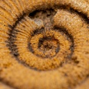 Fossilie Schnecke in Nahaufnahme
