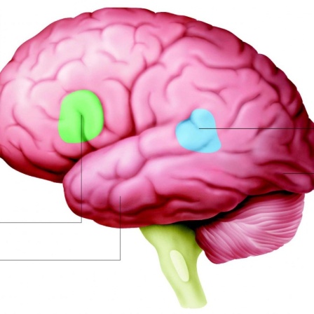 Grafische Darstellung des Sprachzentrums im Gehirn