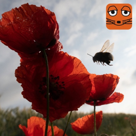 Hummel und Mohnblumen