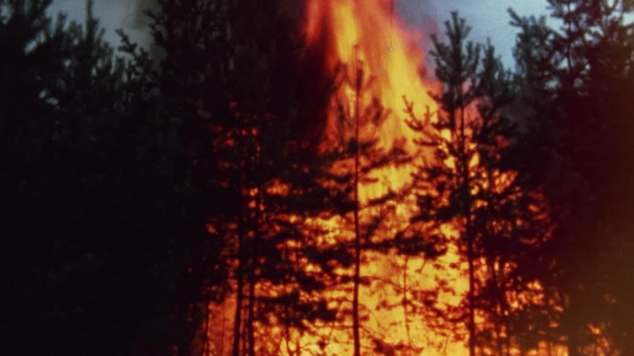 Waldbrand 2022 in der Sächsischen Schweiz