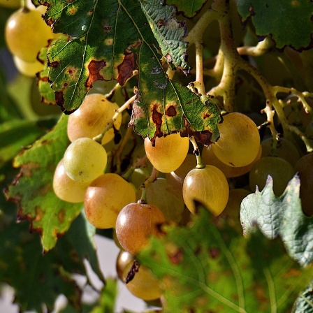 Weintrauben und Blätter, die von der Hitze geschädigt sind