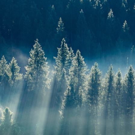 Nebelschwaden und Wald in Oberägeri im Kanton Zug, Schweiz, Europa