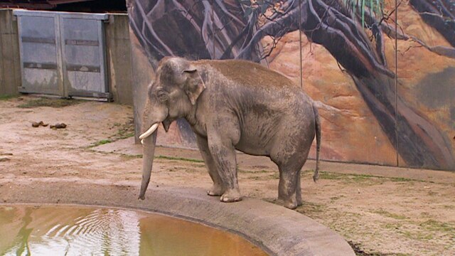 Ein Elefant an einem Wasserbassin.
