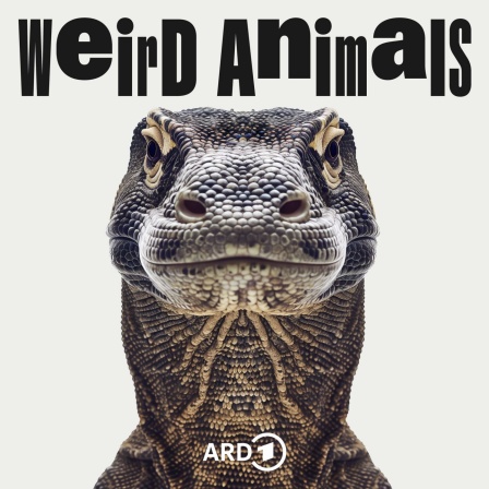 Weird Animals 5 Komodowaran