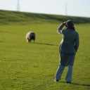 Eine Frau beobachtet grasende Schafe (Ovis) im Sonnenschein auf einer Wiese an einem Deich nahe der Elbe.