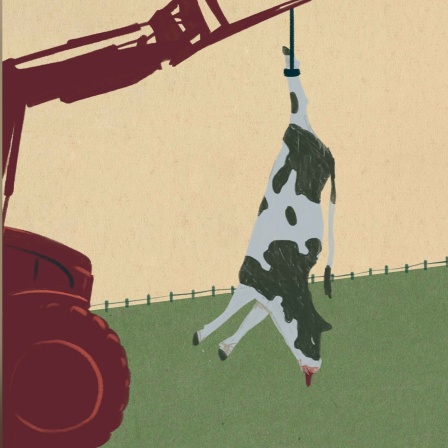 Zeichnung: Eine tote Kuh hängt am Traktor