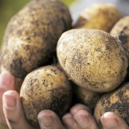 Grumbiere, Erdäpfel, Bumser - Die Kulturgeschichte der Kartoffel