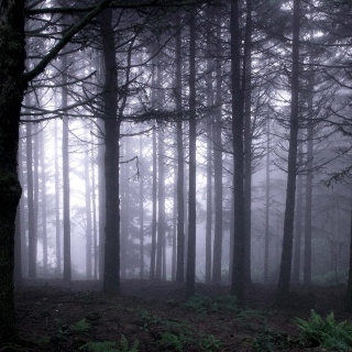 Ein dunkler Kiefernwald.