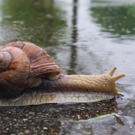 Ein Schnecke bei Regen auf einem Radweg.