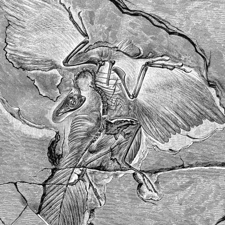 Urvogel Archaeopteryx - Beweisstück der Evolution