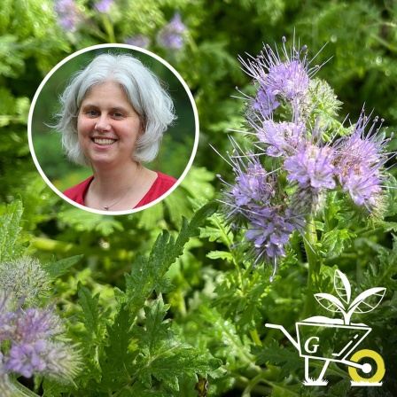 Teaserbild Gartenpodcast: Im Hintergrund ist eine Phaceliablüte zu sehen, darüber ist in einem Kreis das Portrait einer Frau zu sehen (Podcastgast Isolde Keil-Vierheilig).