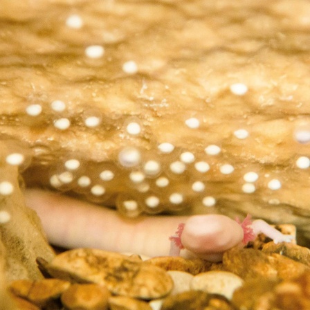 Die Tierdocs: Schwanzlurch singt falsch