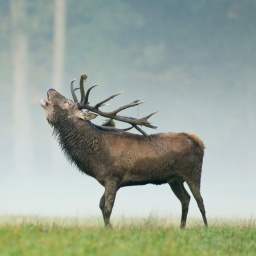 Rothirsch bei der Hirschbrunft