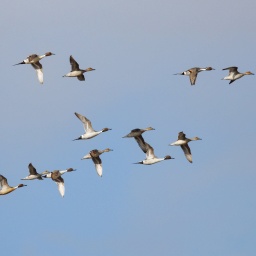 Enten in Flugformation