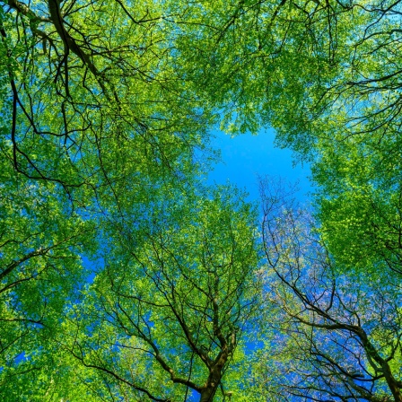 Blick in den Himmel durch ein Blätterdach von Buchen