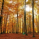 Gelber Herbstwald im Sonnenschein bei Enkirch an der Mosel