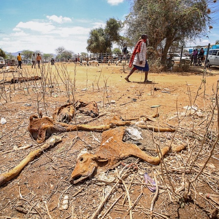 In der Siedlung Ilbisil in Kenia liegen Kadaver von Kühen, die in der Hitze verdurstet sind. Ostafrika erlebte im Jahr 2022 die schlimmste Dürre seit vier Jahrzehnten. (Foto vom 4.11.2022) 