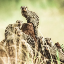 Mehrere Mangusten, kleine wieselartige Tiere mit braunem, gestreiftem Fell, stehen um einem Erdhügel herum und schauen in Richtung der Kamera.