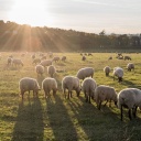 Themenbild Podcast: Schafe auf der Weide