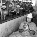 ARCHIV: 1984: Seit dem 1. Januar 1981 gilt auch in der Schweiz die Sommerzeit. Ein Bauer liegt mit Wecker im Stall bereit (Bild: picture alliance/KEYSTONE)