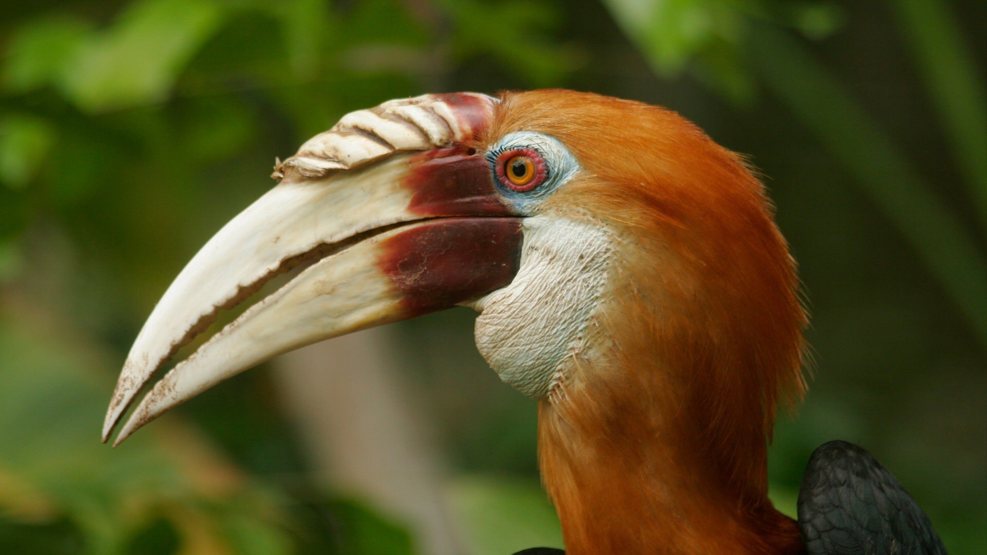Expeditionen ins Tierreich Expedition Neuguinea Pythons und Paradiesvögel ARD Mediathek