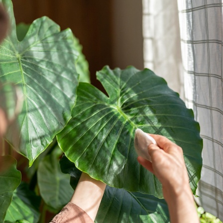 Floristin wischt Staub von der großen grünen Alocasia-Zimmerpflanze, befeuchtet die Blätter zu Hause am Fenster