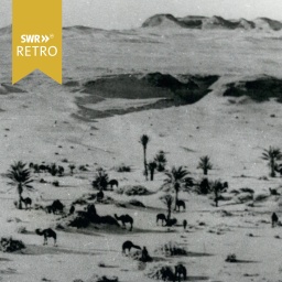 Kamele und Palmen in der Sahara Wüste