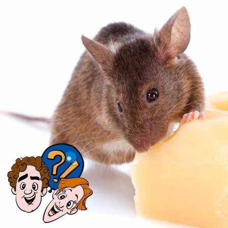 Haben Mäuse manchmal Käsefüße?