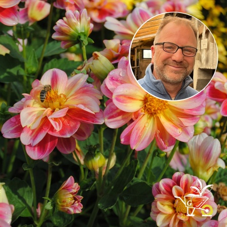 Komm mit in den Garten der ARD GartenPodcast · 32 Dahlien im