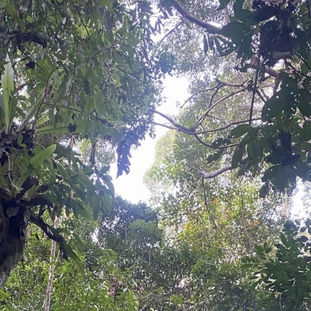 Blick in die Baumkronen des Regenwaldes im Danum Valley im malaysischen Bundesstaat Sabah auf Borneo. Der Wald am Fluss Segama ist eines der letzten Stücke unberührten Regenwaldes und ein Musterbeispiel für einen Flügelfrucht-Tieflandregenwald, mit einem hohen Grad von Biodiversität.

