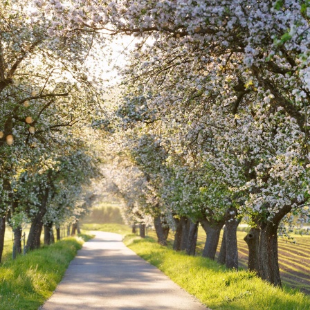 Blühende Apfelbaum-Allee am Main