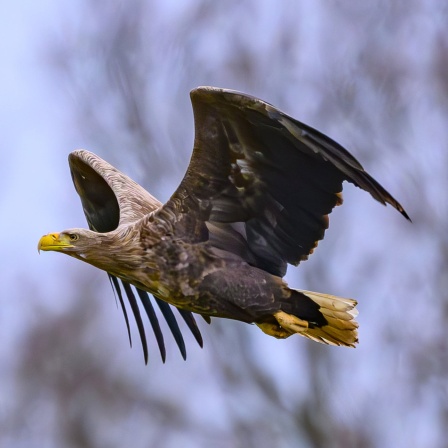 Seeadler im Flug