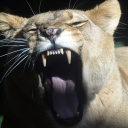 Ein Löwe zeigt seine Zähne.