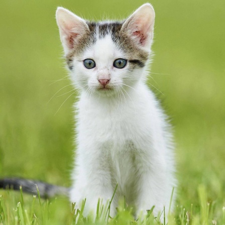 Die Tierdocs: Katze ohne Rücksicht