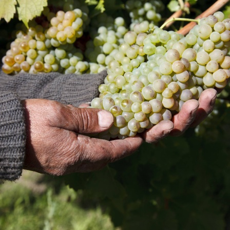 Weinanbau in Chile