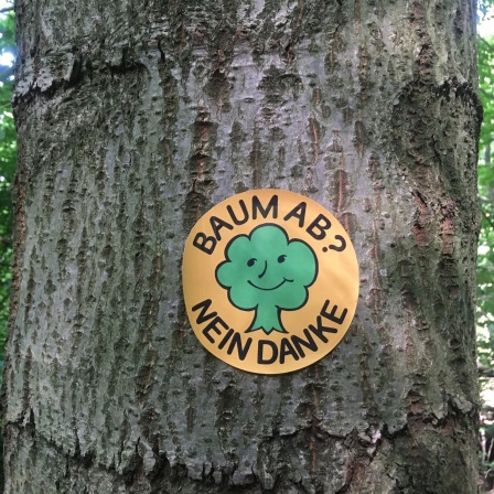 Markierter Baum im Juni 2021