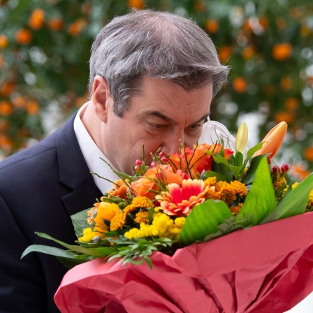 Markus Söder (CSU), Ministerpräsident von Bayern, riecht vor Beginn einer Kabinettssitzung an dem Blumenstrauß in seinen Händen