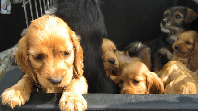 Welpenhandel: Viele junge Hunde in einem kleinen Käfig (Quelle: imago)
